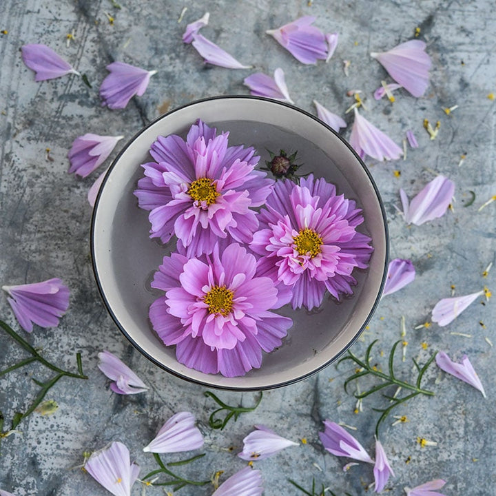 Double Dutch Rose Cosmo flowers floating in a bowl of water