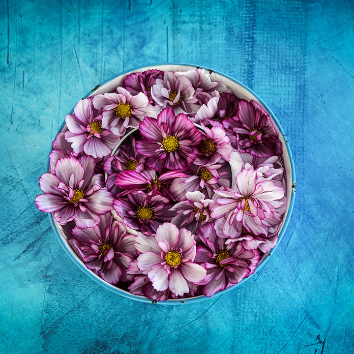 Fizzy Rose Picotee Cosmo flowers in a bowl