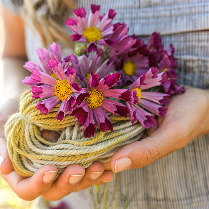 See Shell Cosmos held in hands on top of yarn ball