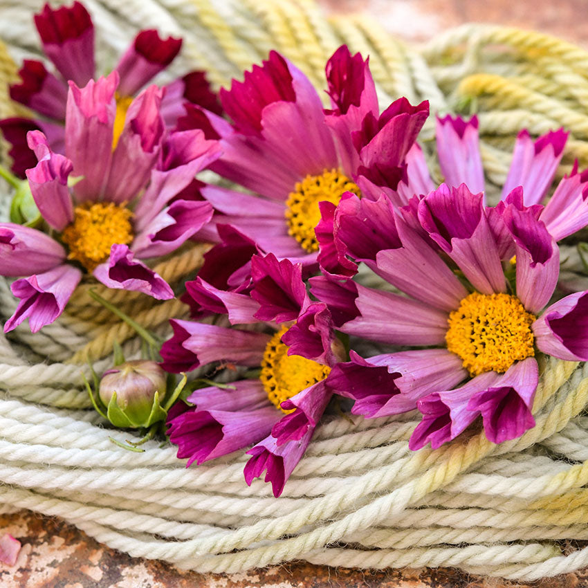 Seashell cosmos on yarn