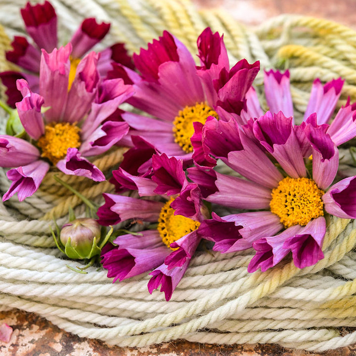 Seashell cosmos on yarn