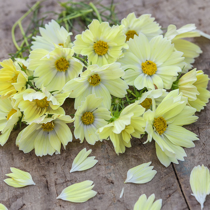 Xanthos cosmos on wood table