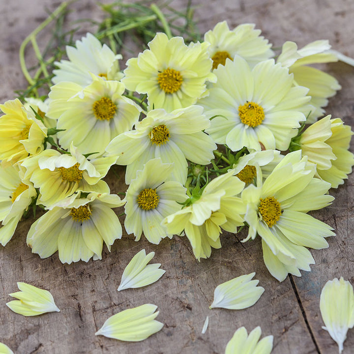 Xanthos cosmos on wood table