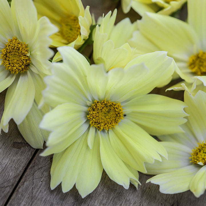 Macro Shot Of Xanthos Cosmos
