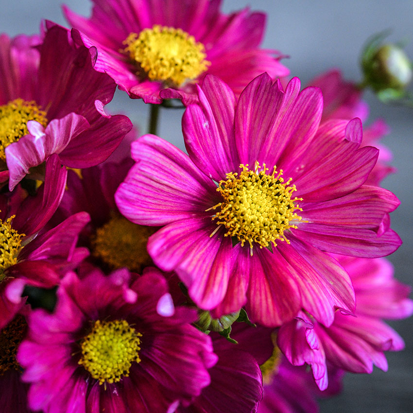 Closeup Macro Shot of Xsenia Cosmo