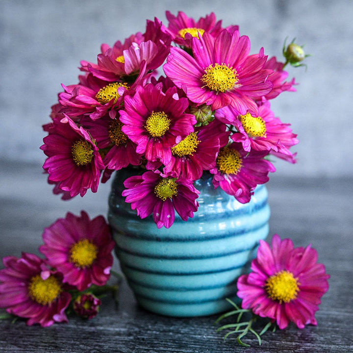 Xsenia Cosmos arranged in a blue ceramic vase on a grey background.