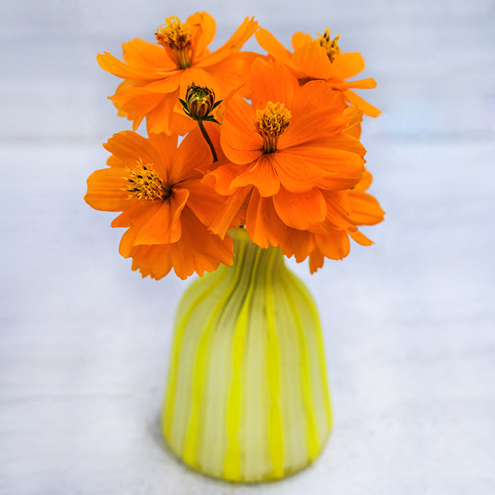 Cosmic Orange Cosmos in a yellow and white striped vase on a light background.