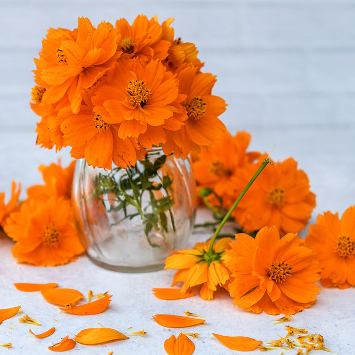 A glass vase full of Cosmic Orange Cosmos surrounded by blooms and petals on light background.