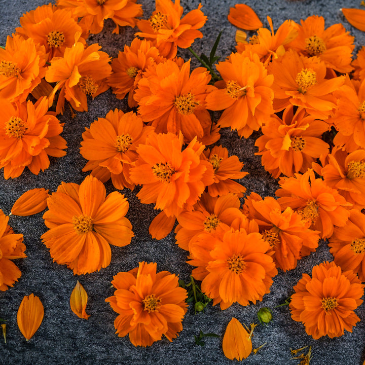 Cosmic Orange Cosmos flowers scattered over a dark stone background.