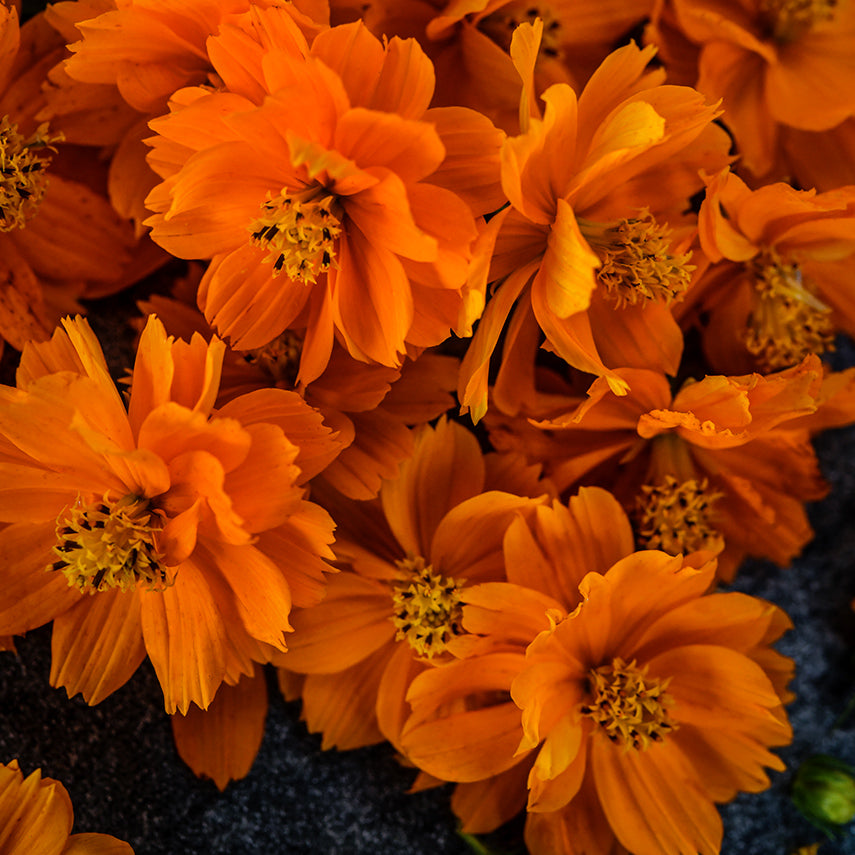Close-up macro of Cosmic Orange Cosmos blooms.