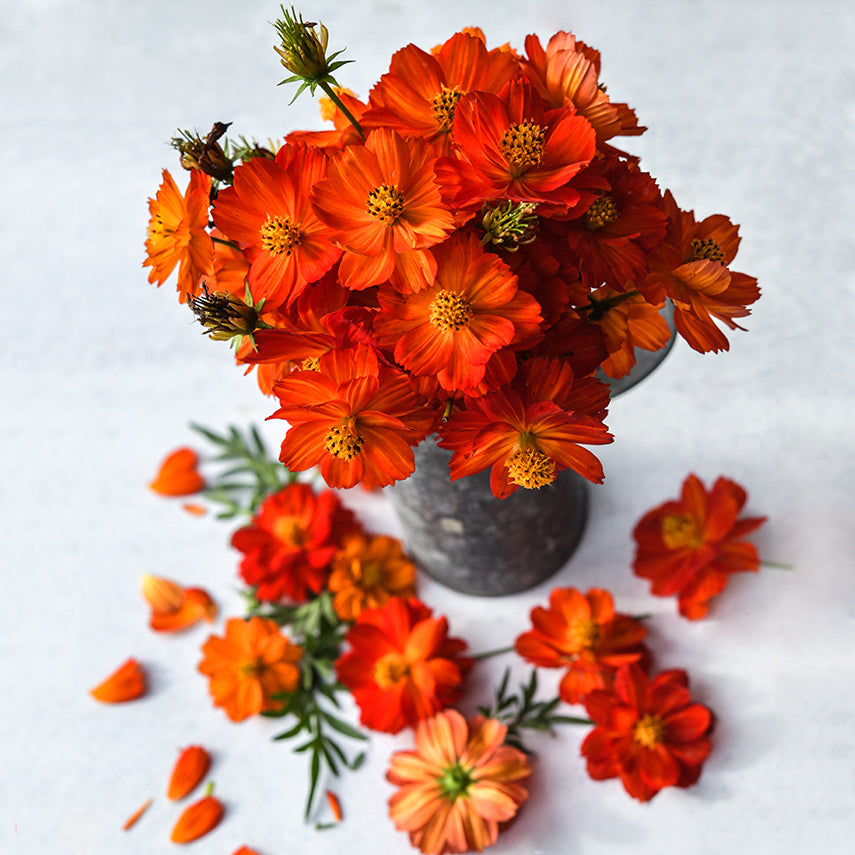 Cosmic Red Cosmos arranged in a tin cup surrounded by blooms on light background.