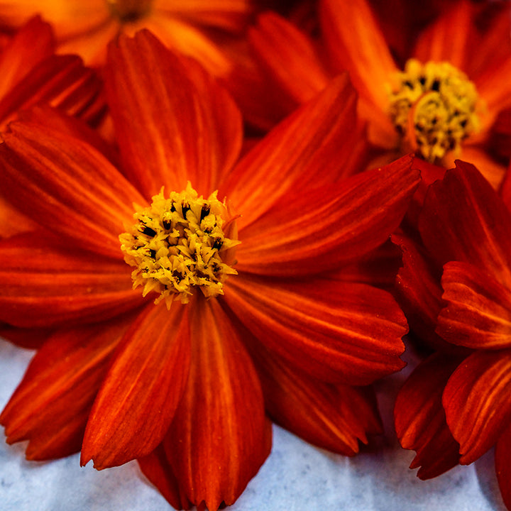Close-up macro view of a few Cosmic Red Cosmos flowers.