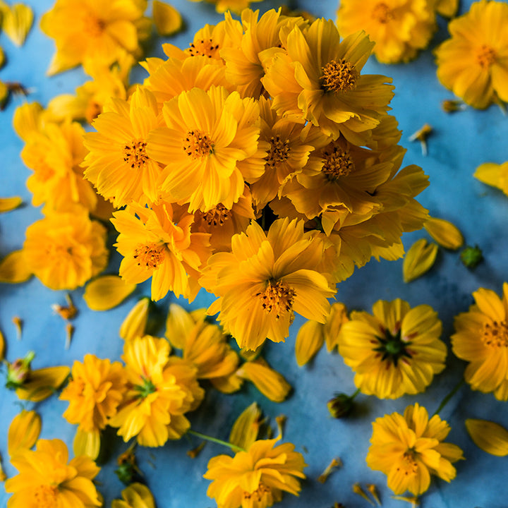 Cosmic Yellow Cosmos in an arrangement surrounded by blooms on blue background.