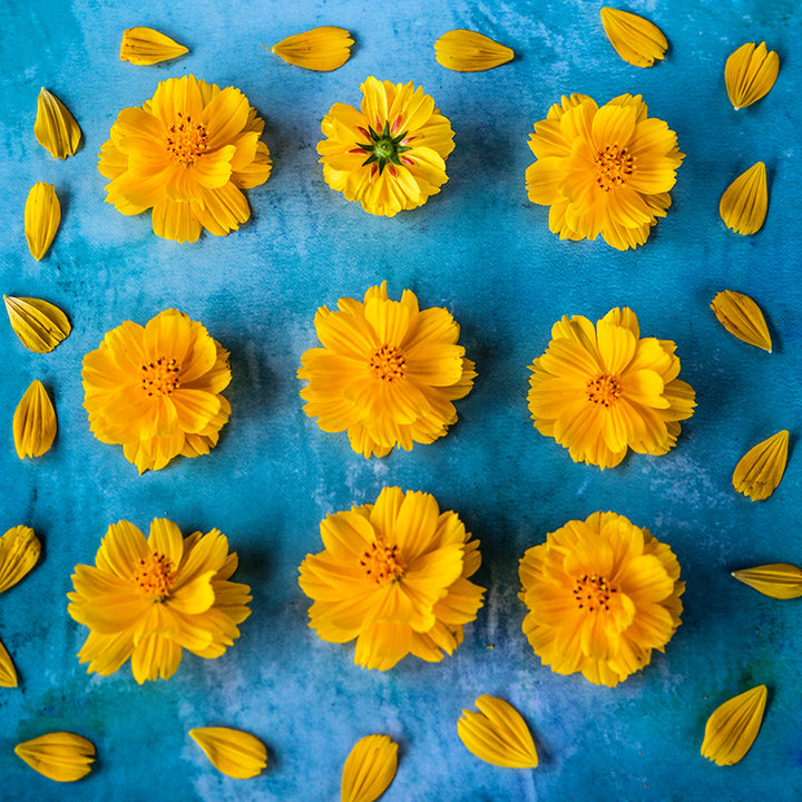Nine Cosmic Yellow Cosmos flowers surrounded by petals on blue background.
