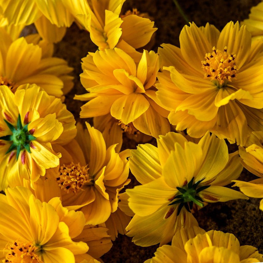Close-up macro detail of Cosmic Yellow Cosmos flowers.