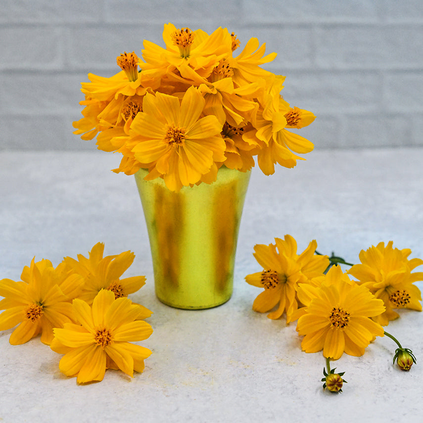 Cosmic Yellow Cosmos in a bright shiny yellow metal cup with blooms on light background.