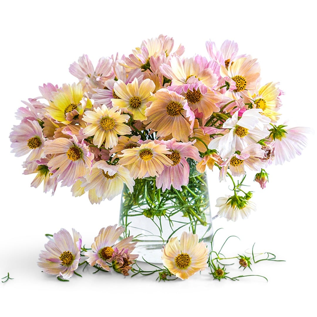 Apricot Lemonade cosmos in a glass vase with foliage surround on a white background