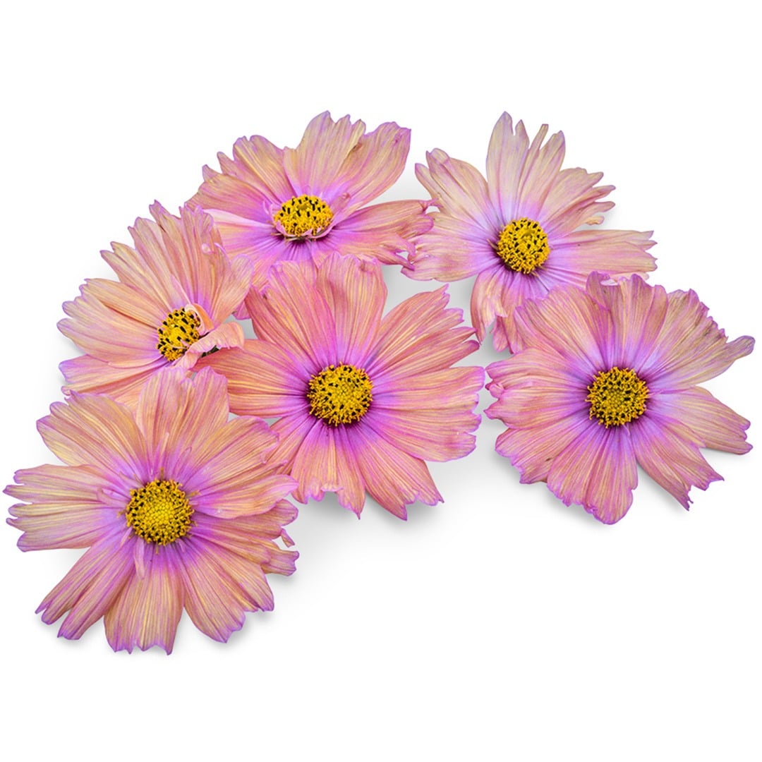 Apricotta Cosmos arranged on a white background.