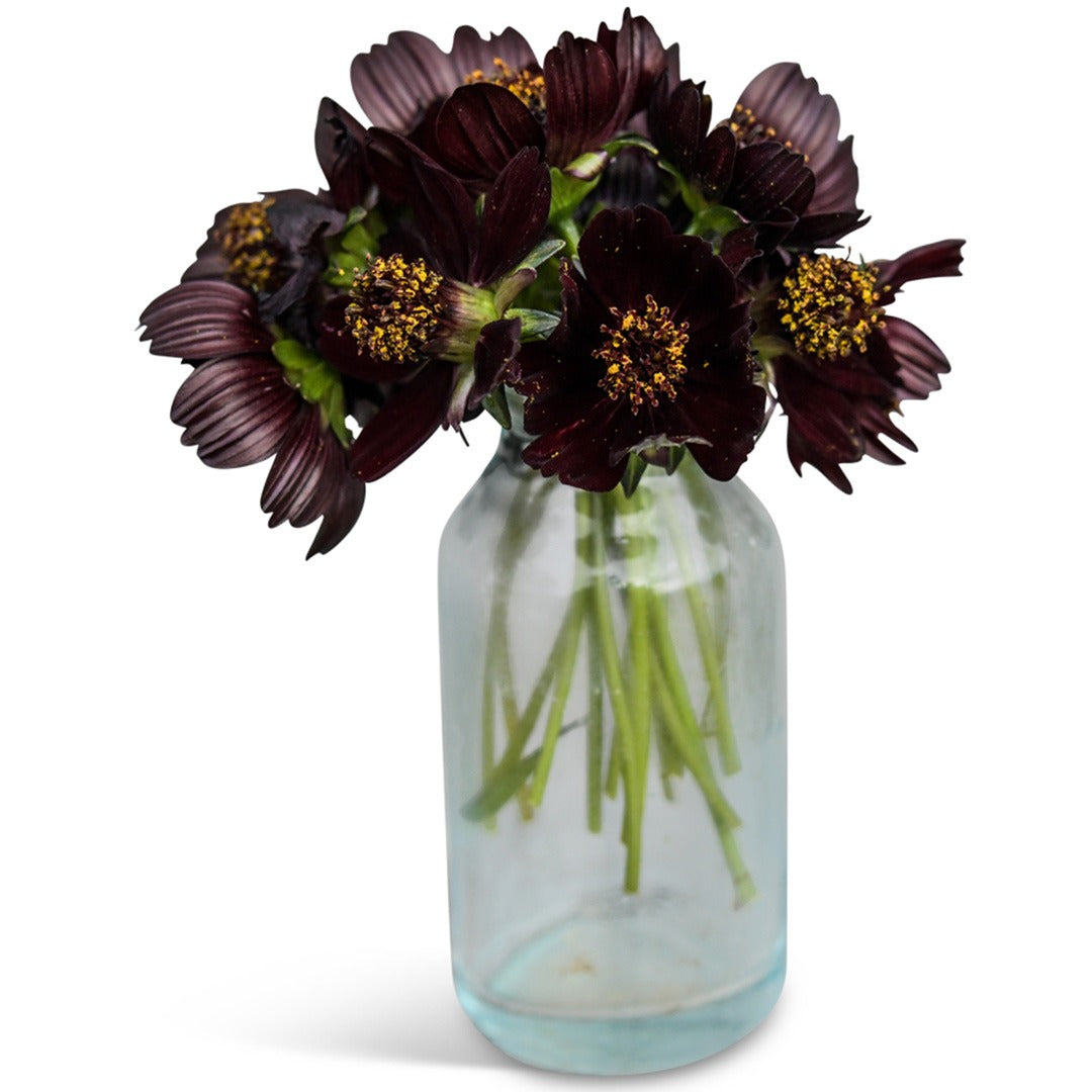 Black Magic Cosmos in a glass vase on a white background.