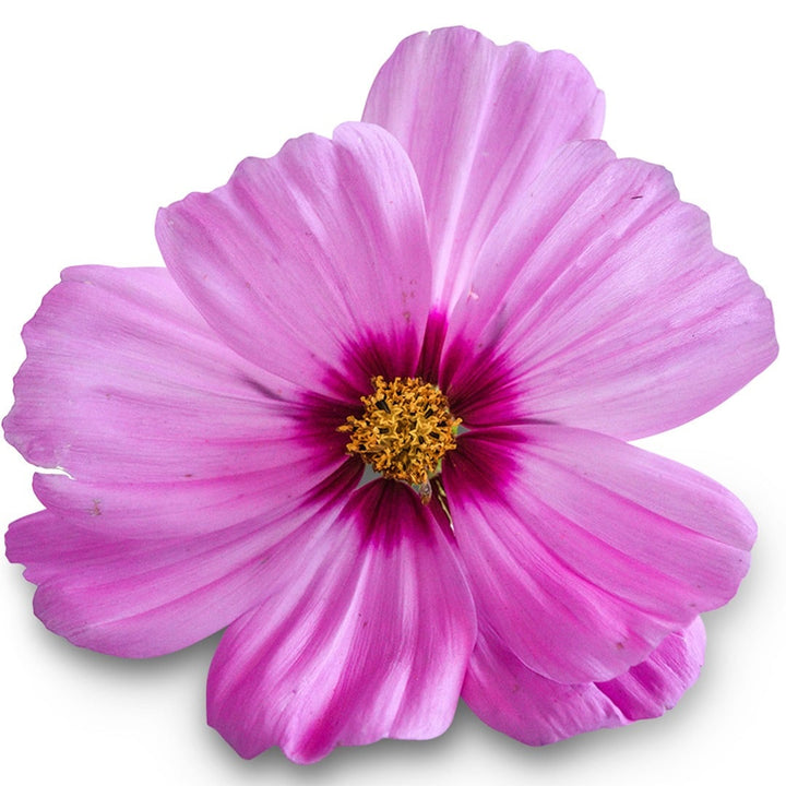 Close up of Candyfloss Pink Sunrise Cosmos on a white background.