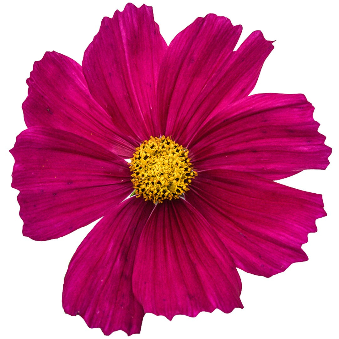 Close up of Candyfloss Red Cosmos on a white background.