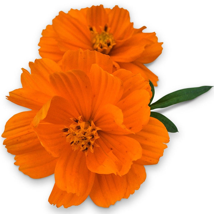 Pair of Cosmic Orange Cosmos on a white background.