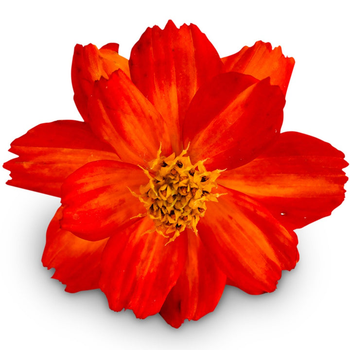 Close up of Cosmic Red Cosmos on a white background.