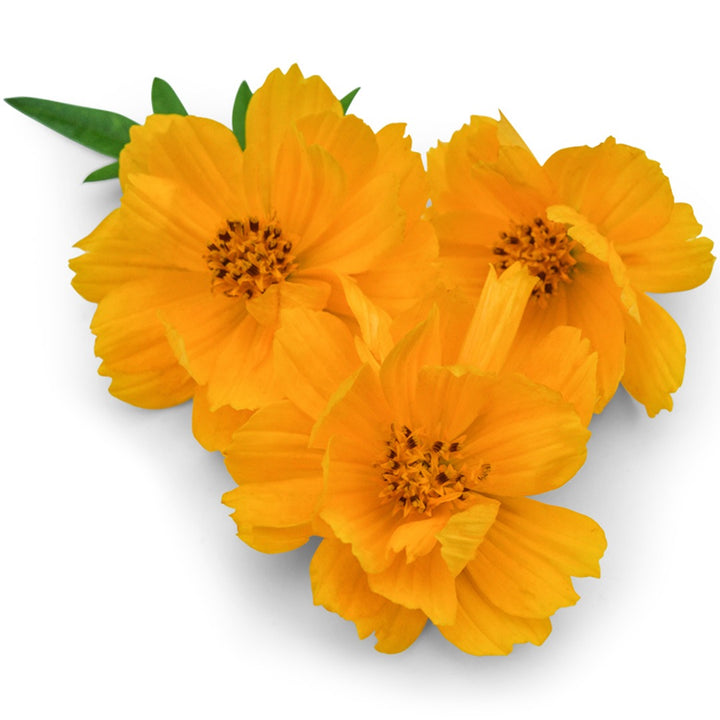 Trio of Cosmic Yellow Cosmos on a white background.