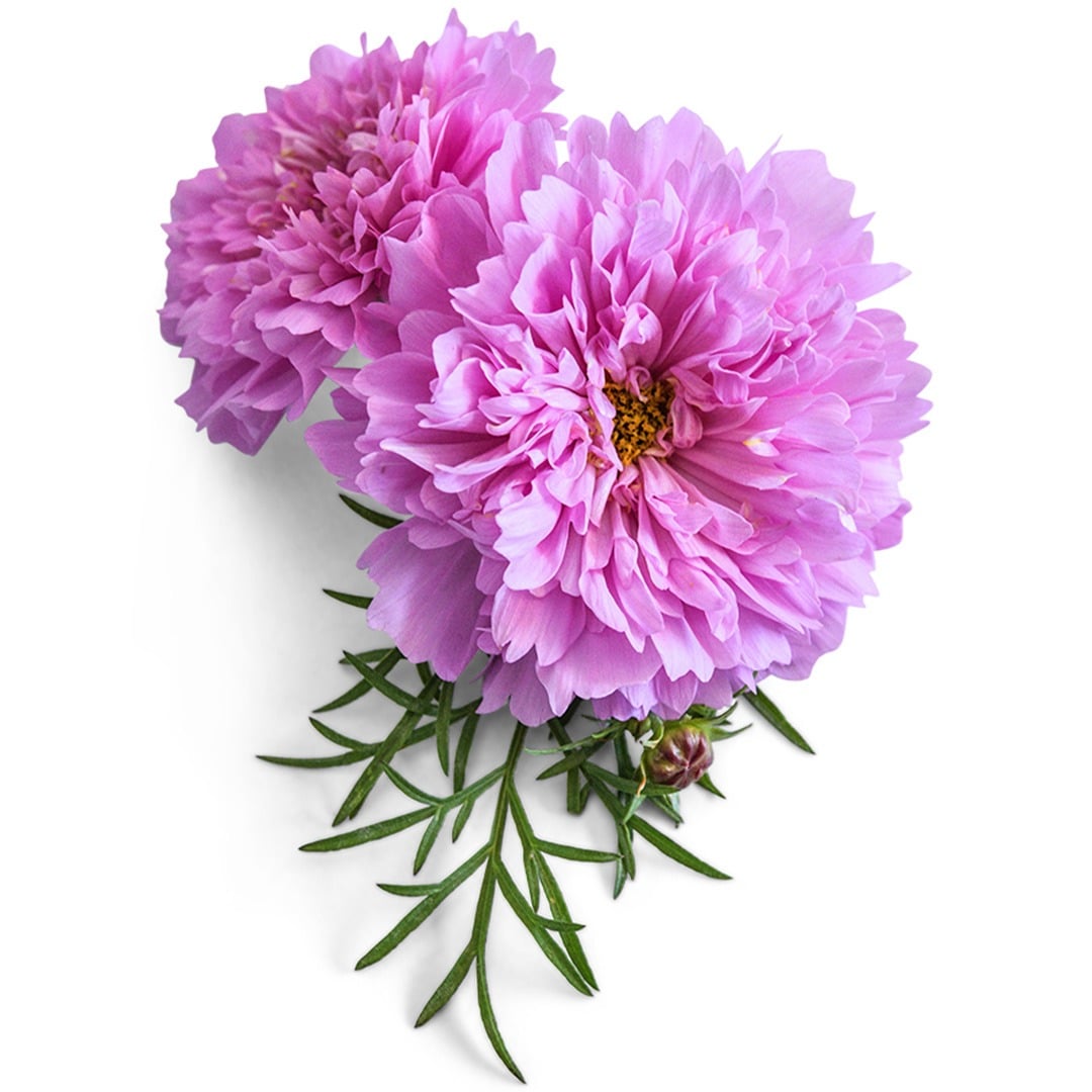 Pair of Double Dutch Rose Cosmos on a white background.
