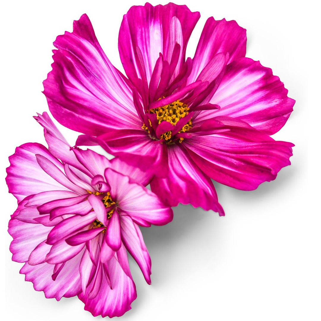 Pair of Fizzy Rose Picotee Cosmos on a white background.