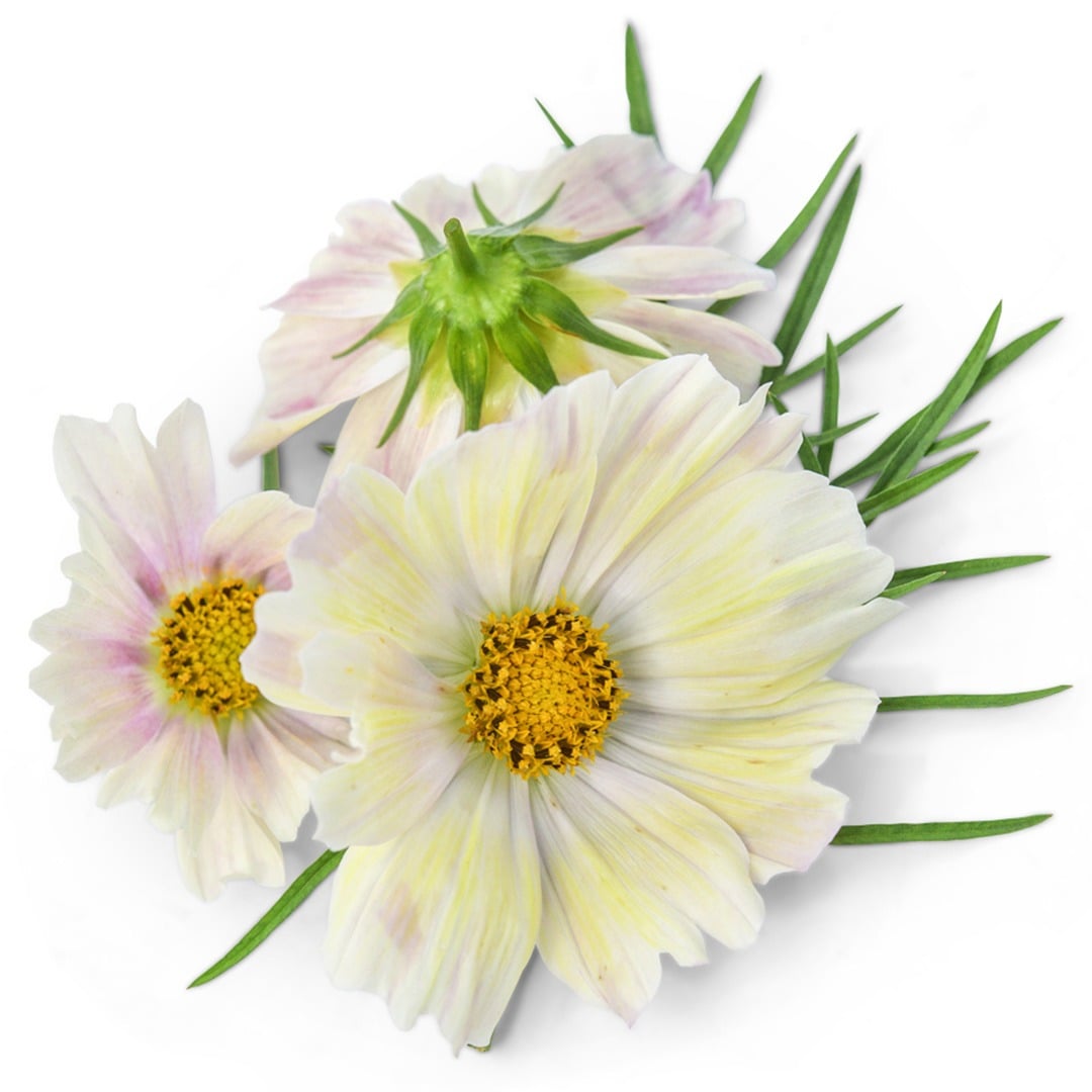 Japanese Kiiro cosmos on a white background