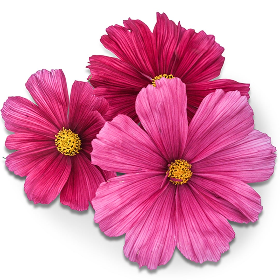 Trio of Rubenza Cosmos on a white background.