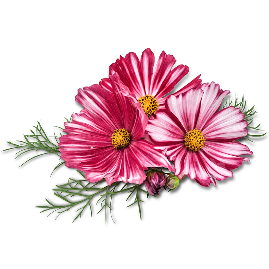 Velouette Cosmos on a white background.
