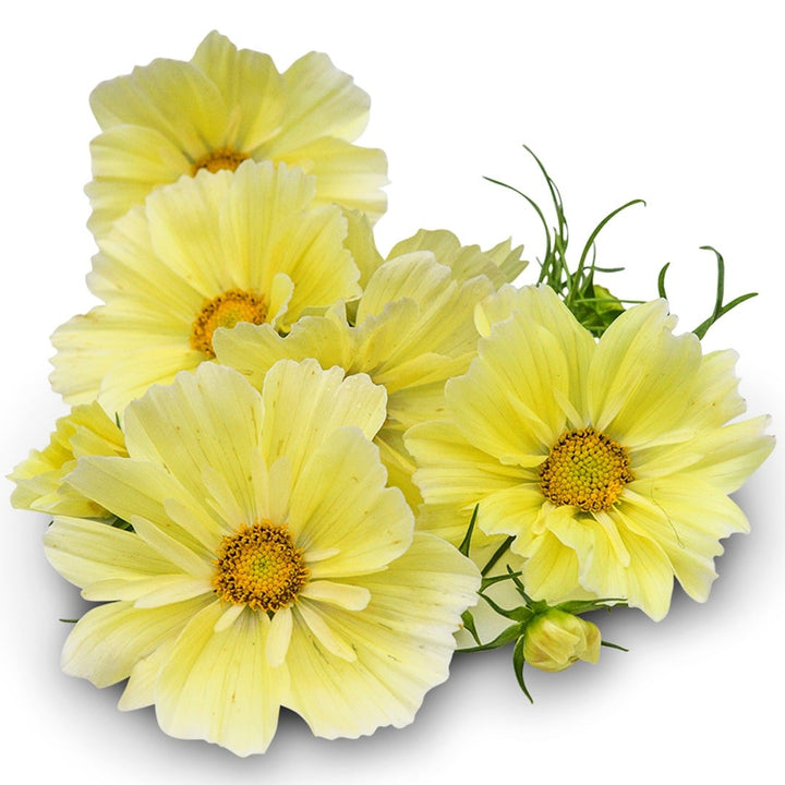 Xanthos Cosmos arranged on a white background.