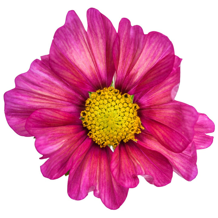 Close up of Xsenia Cosmos on a white background.