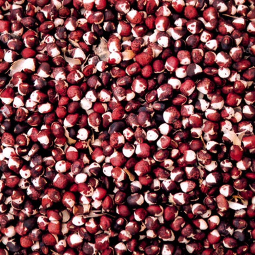 Ozark Razorback Cowpea on a white background.