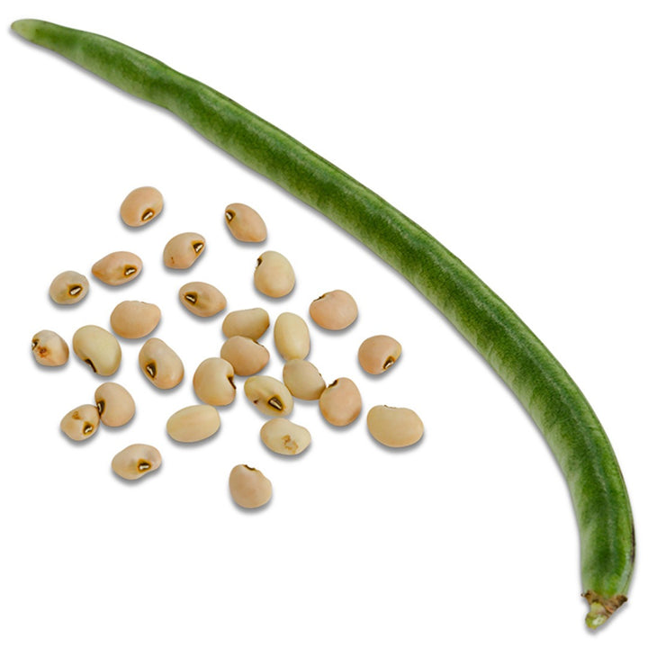 Clay Cowpea on a white background.