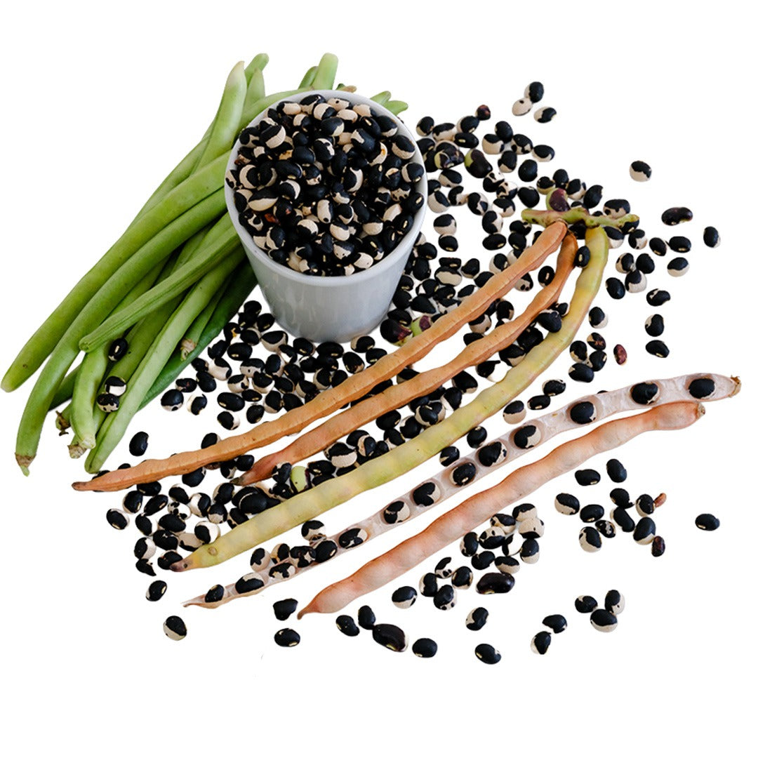 Fresh and dried Holstein Cowpea on a white background.