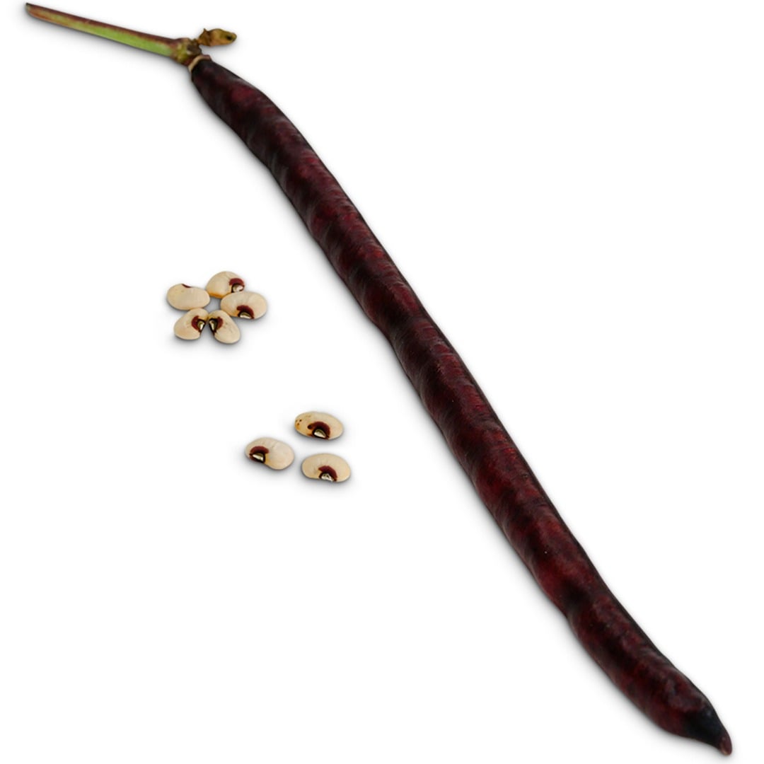 Purple Hull Pinkeye Cowpea on a white background.