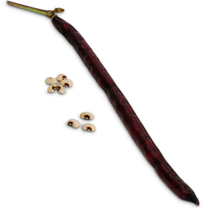 Purple Hull Pinkeye Cowpea on a white background.