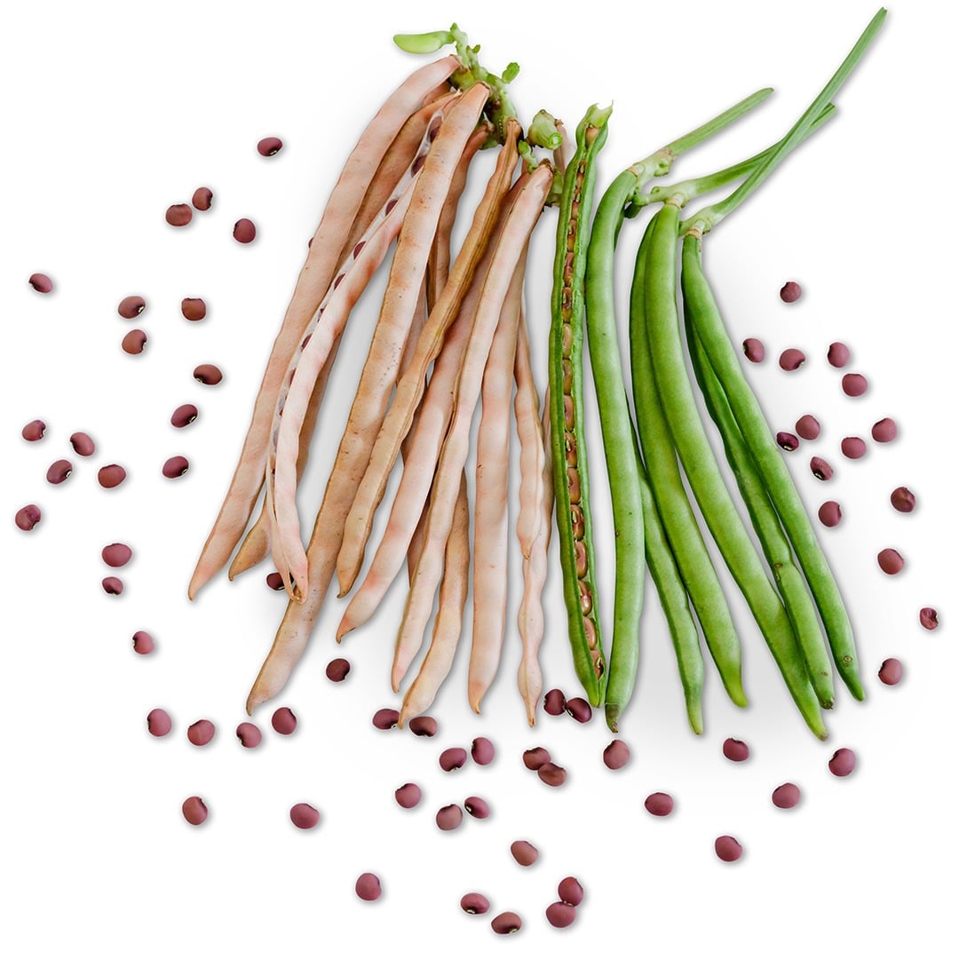 Fresh and dried Red Ripper Cowpea on a white background.