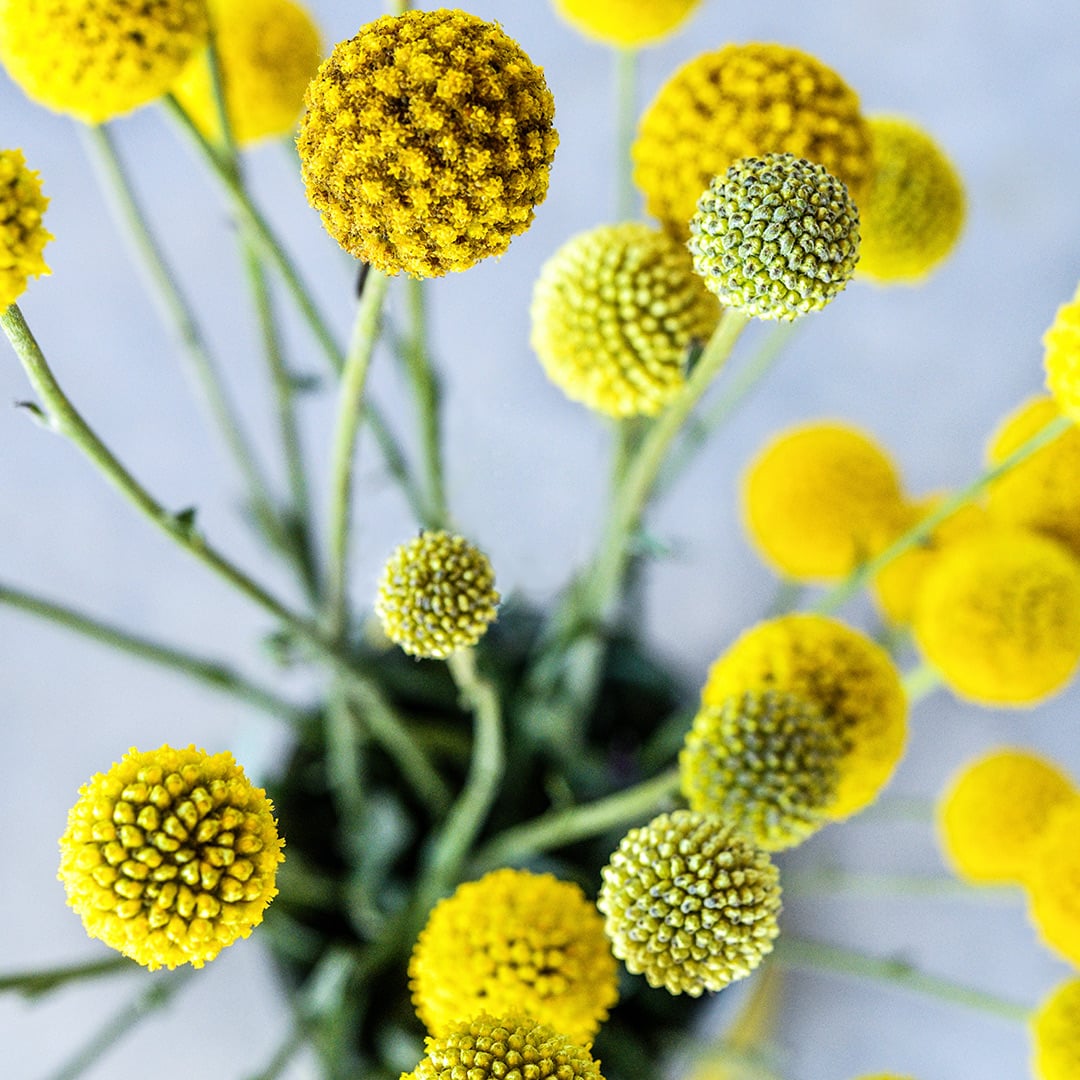 Yellow Drumstick Craspedia flowers in a vase against a light grey background.