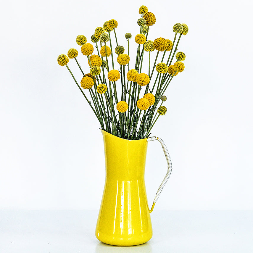 An arrangement of Yellow Drumstick Craspedia flowers in yellow pitcher showing the long stems.