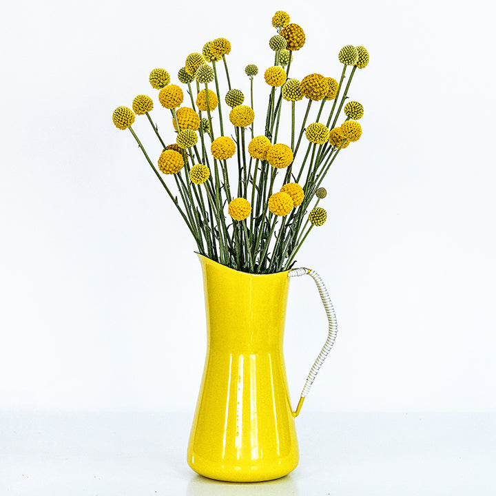 An arrangement of Yellow Drumstick Craspedia flowers in yellow pitcher showing the long stems.