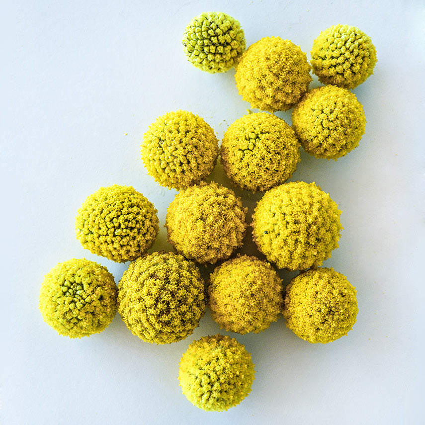 Over a dozen Yellow Drumstick Craspedia flowers arranged on light background.