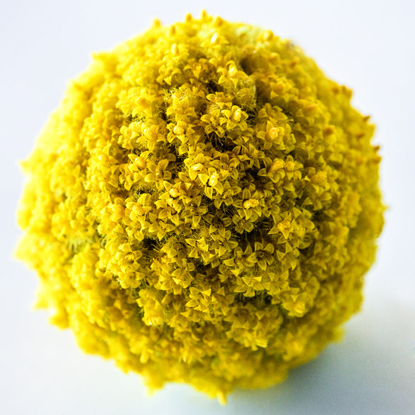 A close-up macro detailed view of single Yellow Drumstick Craspedia flower.