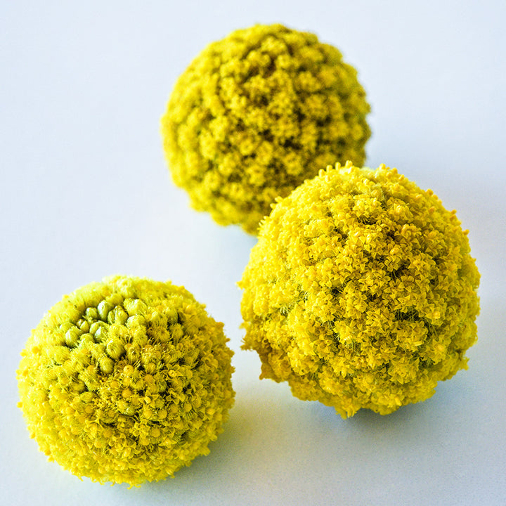 A close-up view of a trio of Yellow Drumstick Craspedia little globe flowers on a white background.