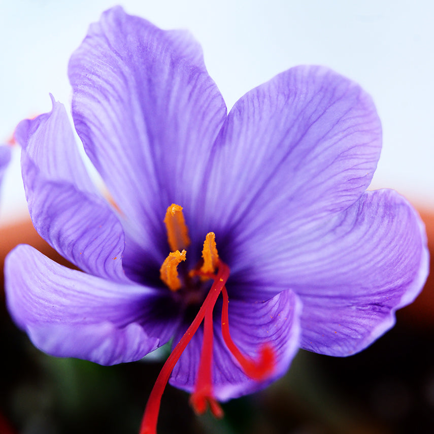 Detail of Saffron Crocus bloom growing in a pot.