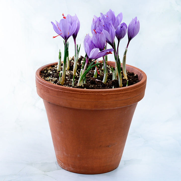 Saffron Crocus blooming in a terra-cotta pot against a light green background.