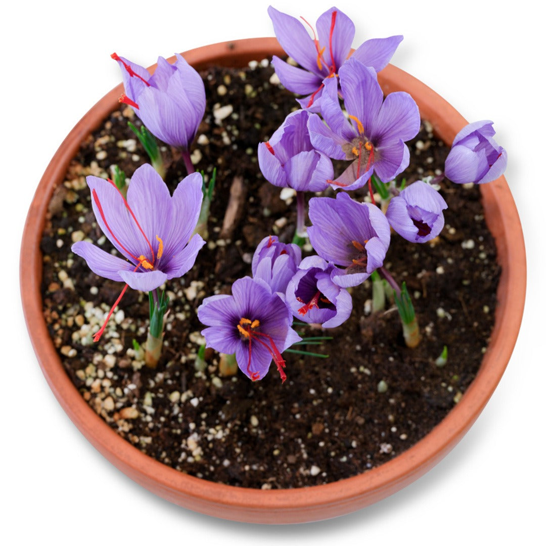 Overhead view of Saffron Crocus in a pot on a white background.